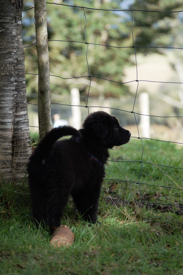 Estrella de cachorra, negra y peluda, mirando a través de una reja de alambre sobre el pasto